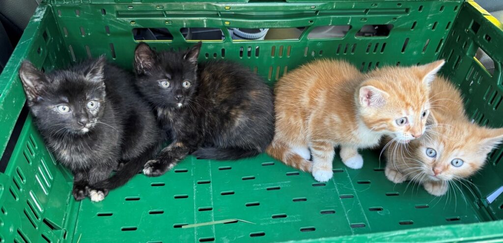 Vier ausgesetzte Katzenbabys in Astfeld gefunden