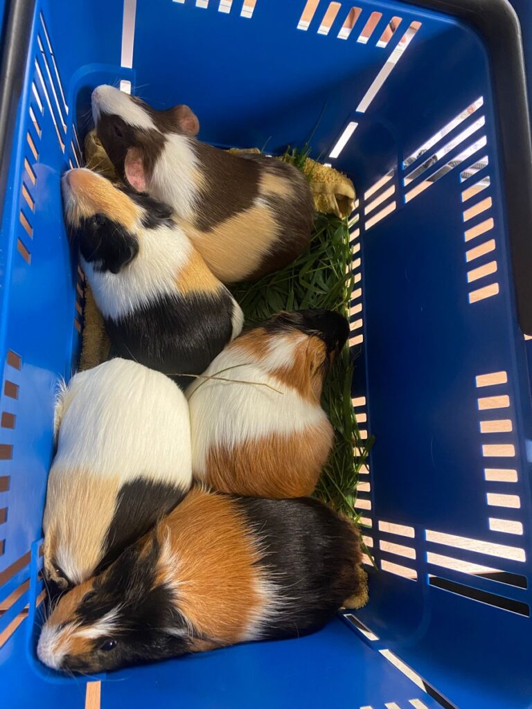 Fünf ausgesetzte Meerschweinchen nahe Seesen in Feldmark gefunden