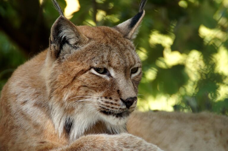 lynx 414729 1280 1