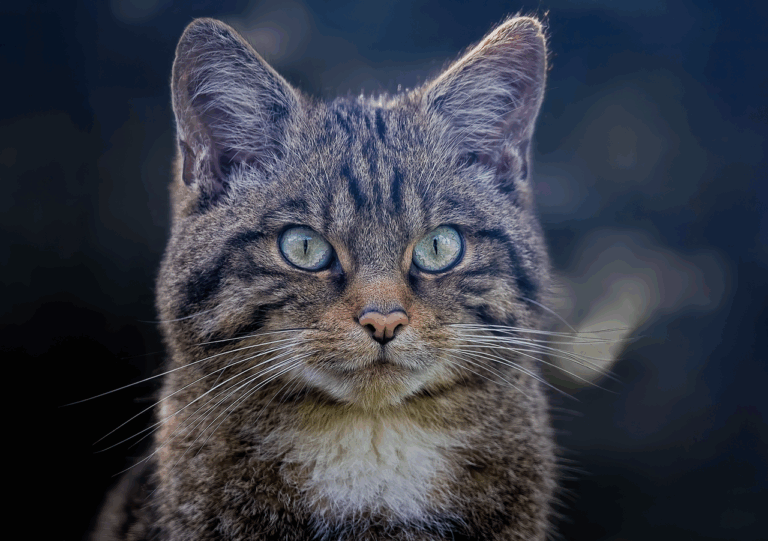 scottish wildcat 8232790 1280