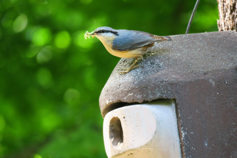 1 Kleiber auf grossem Holzbetonkasten
