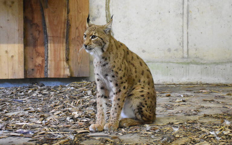 PM 2025 10 07 Zuchtluchsin aus der Ukraine Foto Wildtierstation