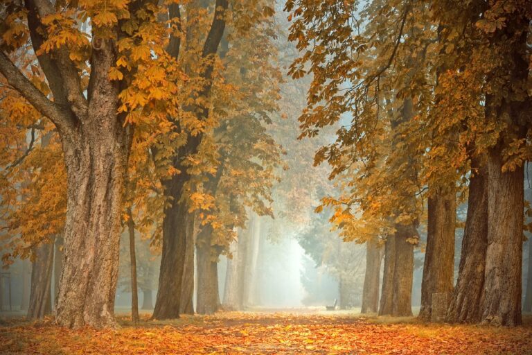 path 4591121 1280