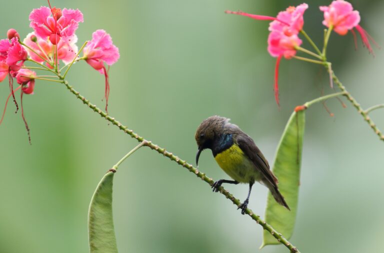 2 Newton Sunbird Sao Tome