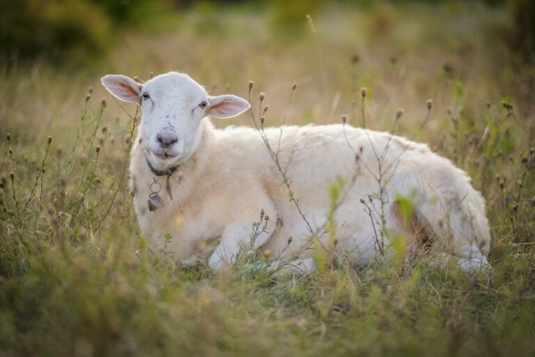 Foto Weidetierhaltung