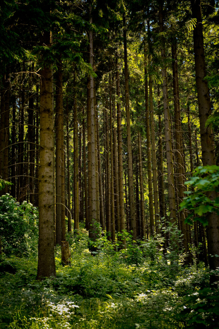 Natur Wald Harz C Stadt Osterode 300dpi