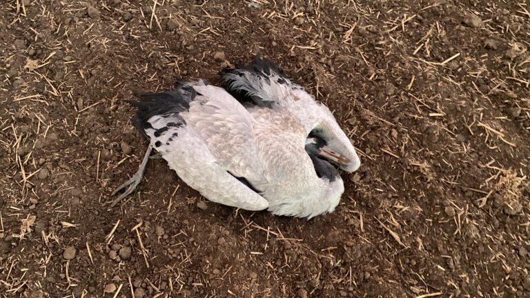 PI 2025 195 Vogelgrippe Verendeter Kranich