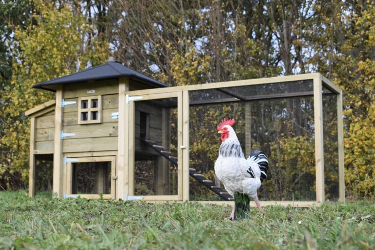 ein schone stall fur ihre huhner