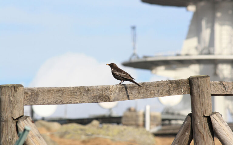 PM 2026 01 26 Stellungnahme geplantes Bundeswehr Camp auf dem Brocken Ringdrossel Brocken Foto Kim Stey