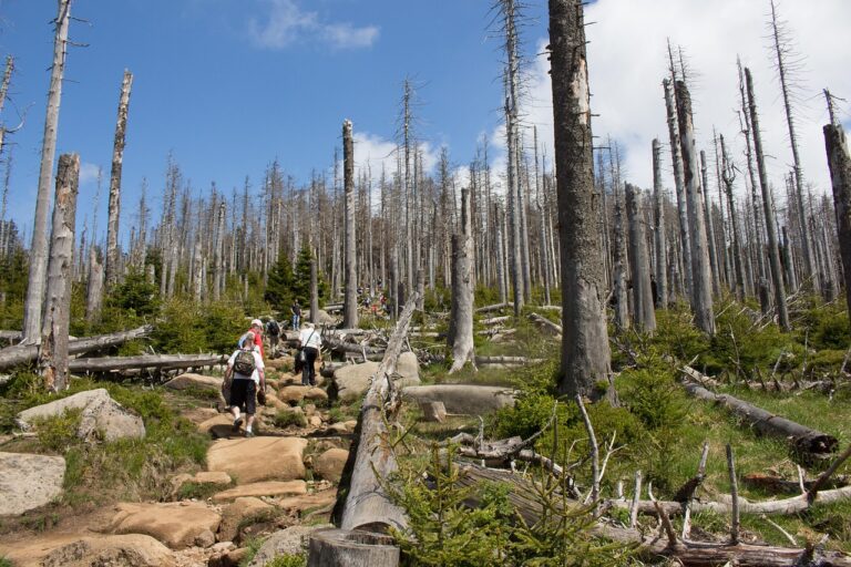 forest dieback 4406521 1280