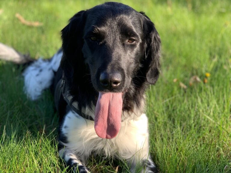 Hundebestandsaufnahme