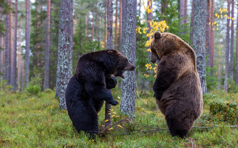 PM 2026 02 03 Ausstellung Glanzlichter im Nationalparkhaus Ilsetal k5 10 niskanen ilkka