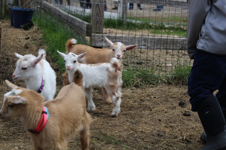 wachtlm animals 4909791 1920