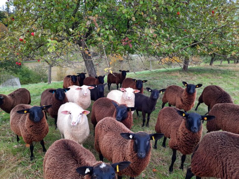 Schafe auf einer Streuobstwiese c Gesche Gruwe