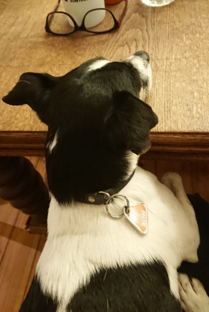 therapiehund gomez bei der arbeit