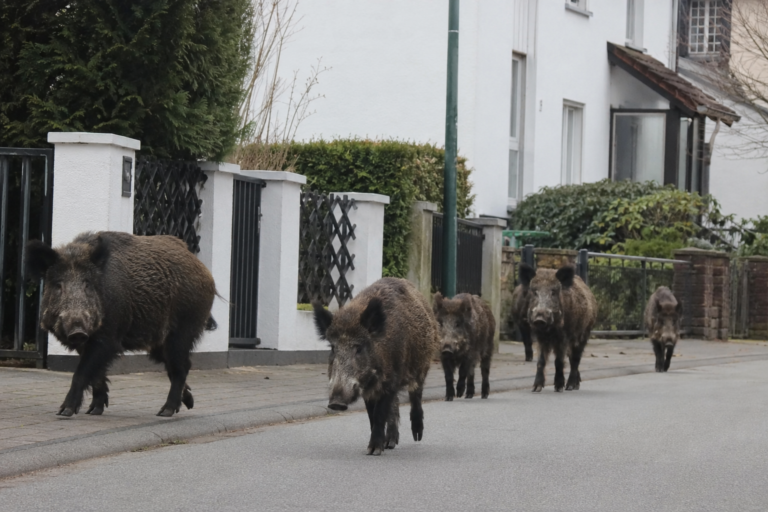 Die Regierung im Oberharz will Maßnahmen gegen die Wildschweinplage ergreifen