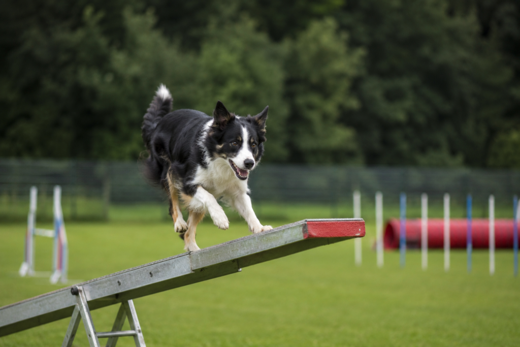 Hahnenklee wird kommende Woche zur Hundehauptstadt im Harz
