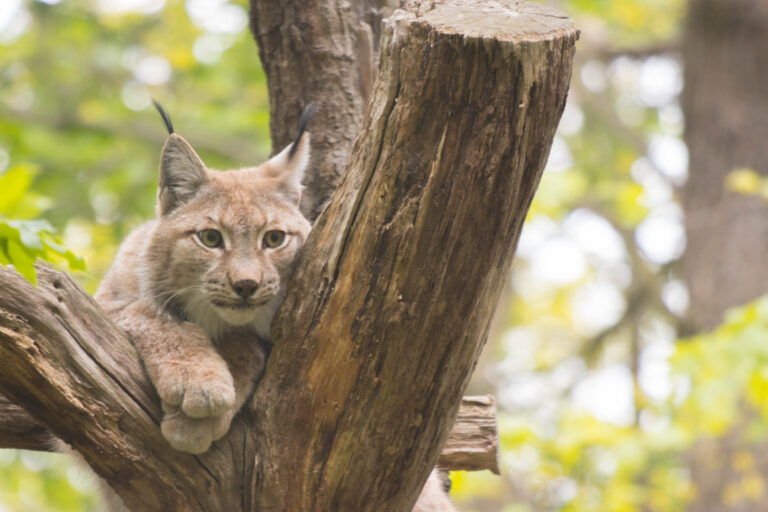 Luchs Tiergarten HBS
