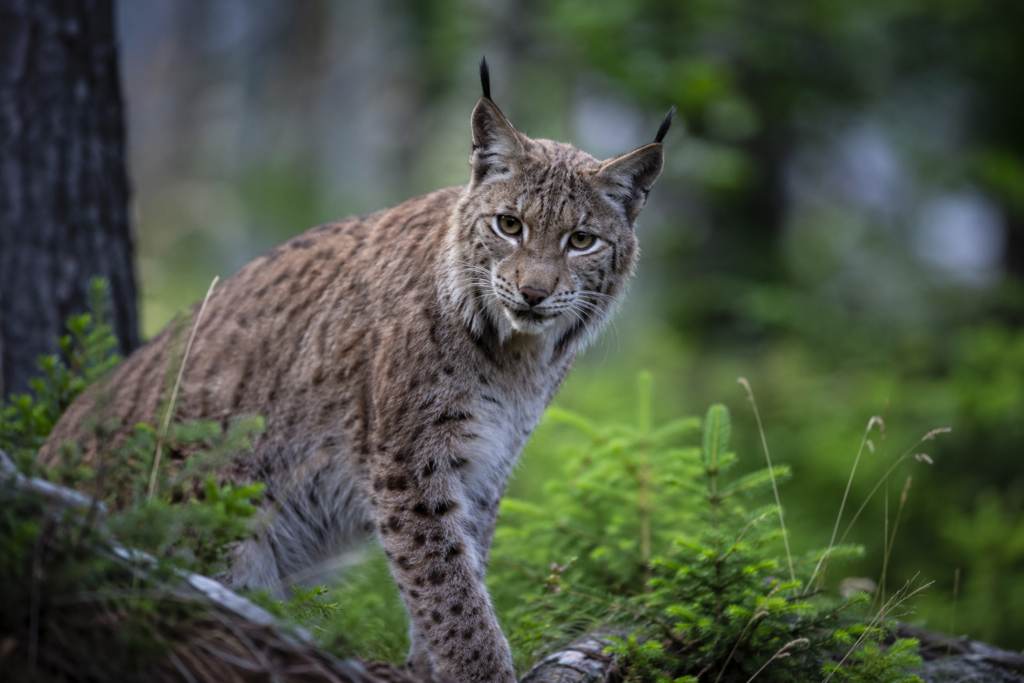 Im Harz sind Luchse erfolgreich wieder angesiedelt worden