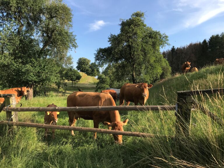 Rinderweide
