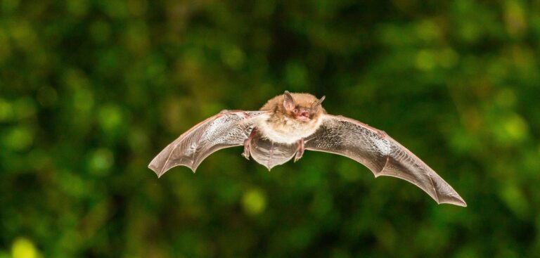 Wasserfledermaus Myotis daubentonii c Christian Giese