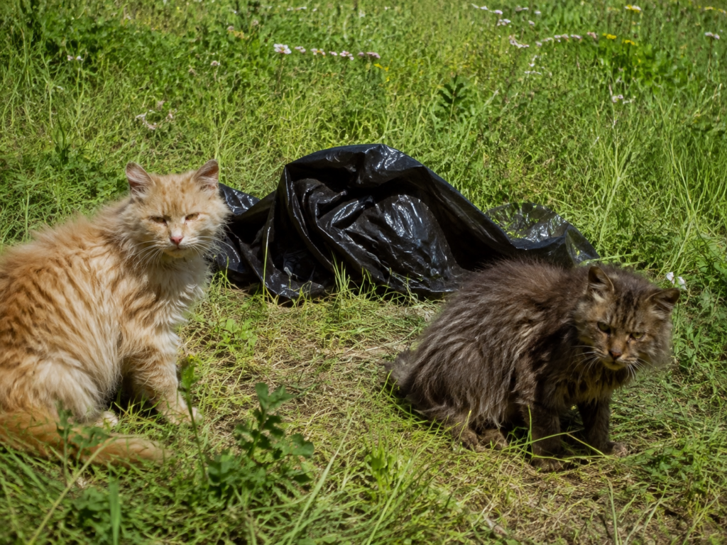 In Harzgerode sind drei Katzen in einem Müllsack ausgesetzt worden. Ein Tier war bereits verendet