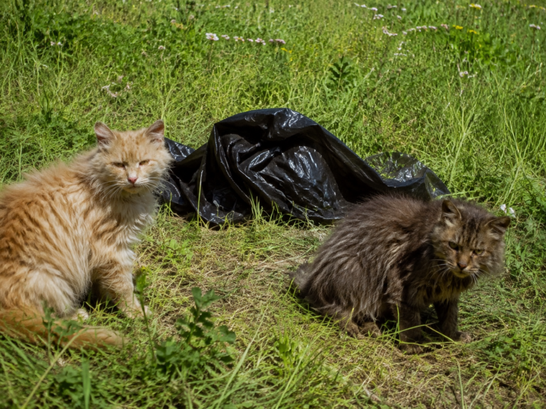 In Harzgerode sind drei Katzen in einem Müllsack ausgesetzt worden. Ein Tier war bereits verendet