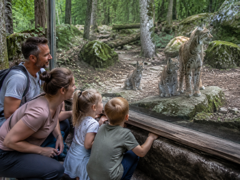 Auf einer Fläche von über 24.000 Hektar erstreckt sich im Nationalpark Harz eine sagenumwobene Bergwildnis, die Besucher mit Luchse, dichten Wäldern, mystischen Mooren, klaren Bergbächen und einer faszinierenden Tier- und Pflanzenwelt begeistert.